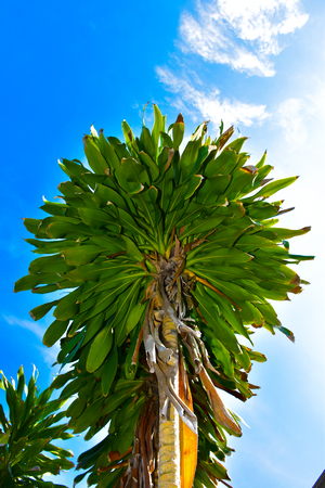 Dracaena fragrans green tree leaf in Thailand with blue skyの写真素材