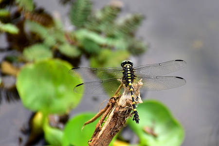 Dragonfly on tree branchの写真素材