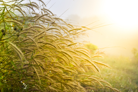 The grass in the fog with sunlight.の写真素材