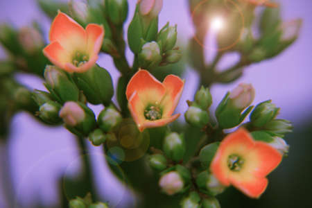 Dreamgirlsの写真素材