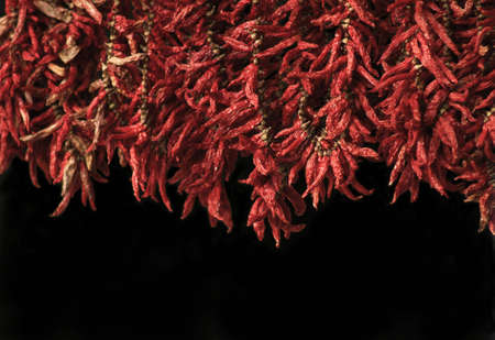 Dried chili peppers on black