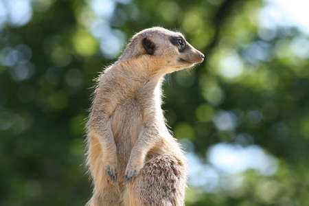 Meerkat stands watch on a high rock against background of trees.の写真素材