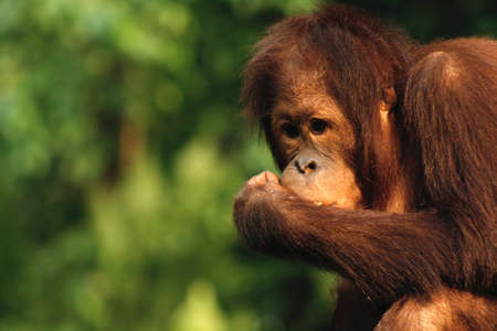 Young orangutan in 'thinker' poseの写真素材