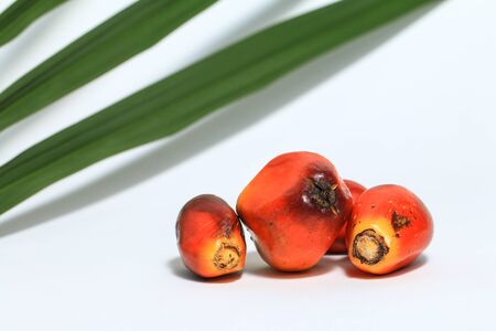 Palm oil fruit (Elaeis Guineensis) isolated on white backgroundの写真素材