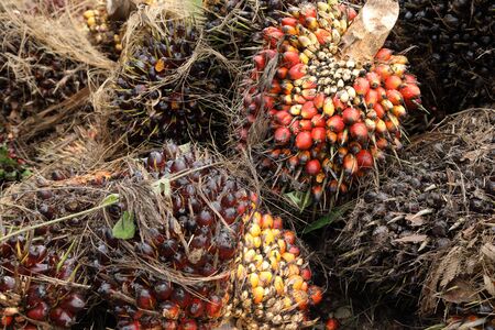 palm oil fruit (Elaeis guineensis) in bunchesの写真素材