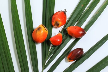 Palm oil fruit (Elaeis Guineensis) isolated on white background, with oil palm leaves