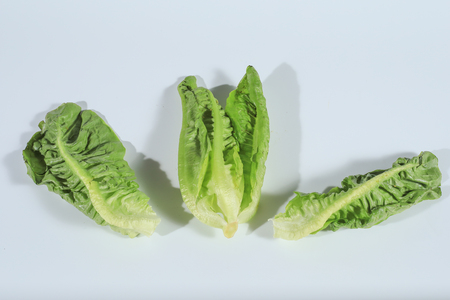 Romaine lettuce (Lactuca sativa) from the garden isolated on white background.の写真素材