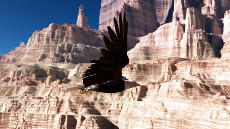 bald eagleの写真素材