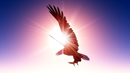 eagleの写真素材