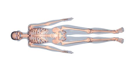 skeleton 