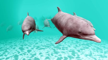 dolphinの写真素材