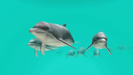 dolphinの写真素材