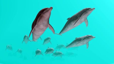 dolphinの写真素材