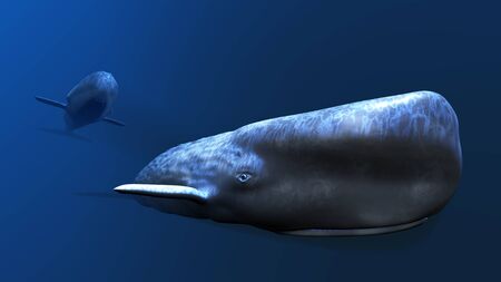 whaleの写真素材