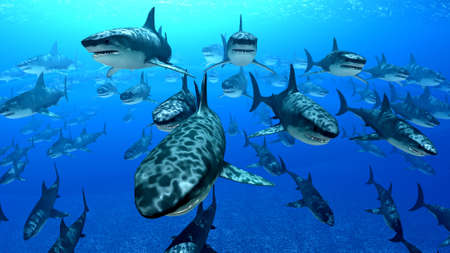 sharksの写真素材