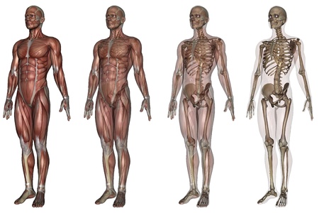 skeleton の写真素材