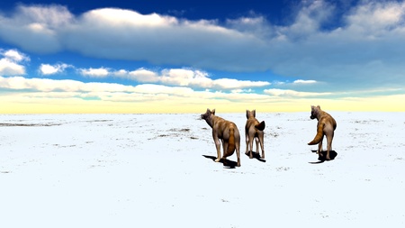 coyote の写真素材