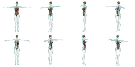 female lay figureの写真素材