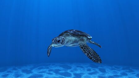 sea turtleの写真素材