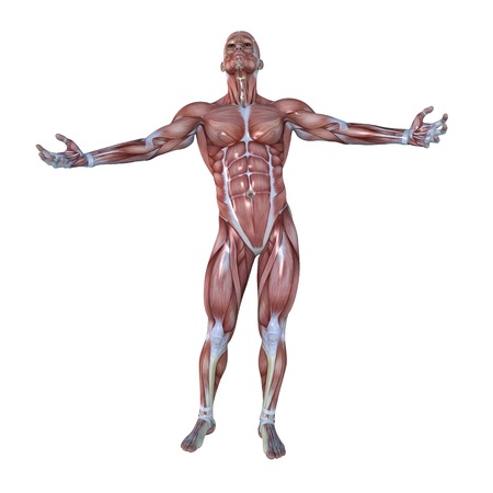 male lay figure の写真素材