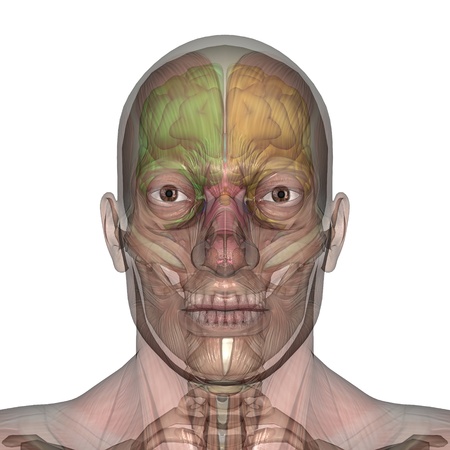 male lay figure 