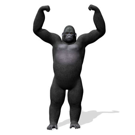 Gorilla