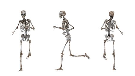 skeleton の写真素材
