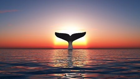 whaleの写真素材