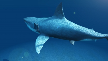 sharkの写真素材