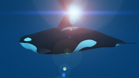 killer whaleの写真素材
