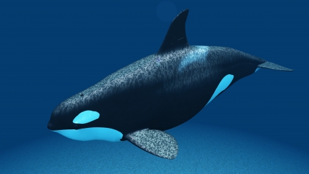 killer whaleの写真素材