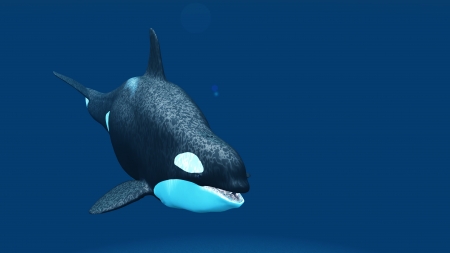 killer whaleの写真素材
