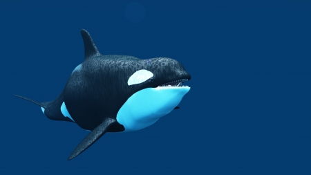 killer whaleの写真素材