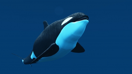 killer whaleの写真素材