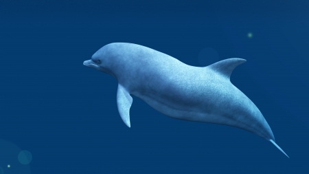 dolphinの写真素材