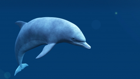 dolphinの写真素材