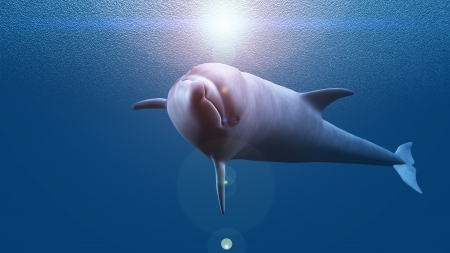 dolphinの写真素材