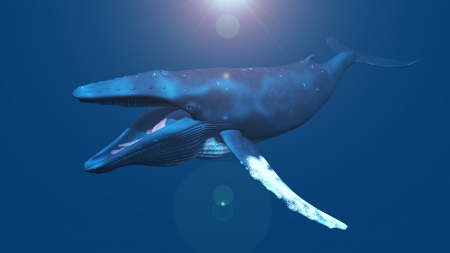 whaleの写真素材