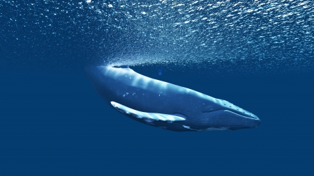 whaleの写真素材
