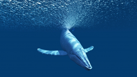 whaleの写真素材