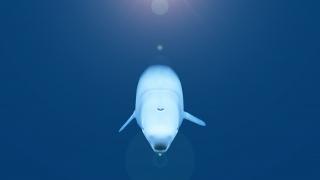 belugaの写真素材