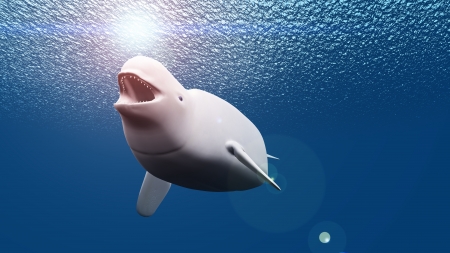 belugaの写真素材