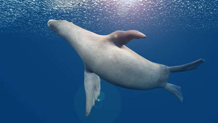 fur sealの写真素材