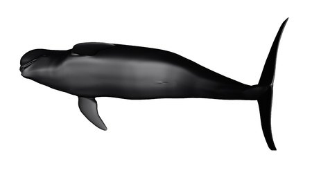 Short-finned pilot whale の写真素材