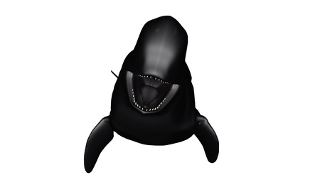 Short-finned pilot whale の写真素材