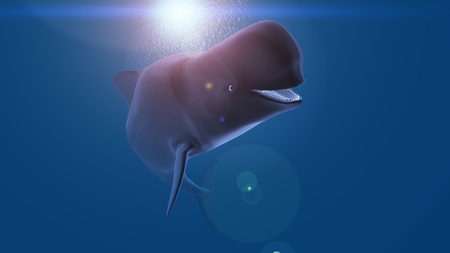 whaleの写真素材