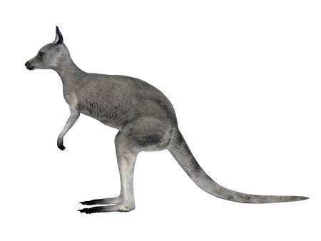 kangarooの写真素材