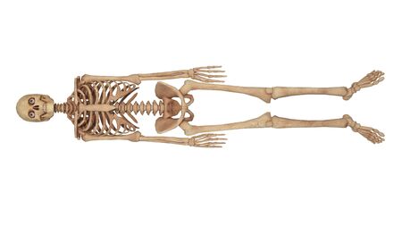 skeleton