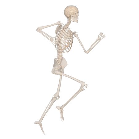 skeletonの写真素材