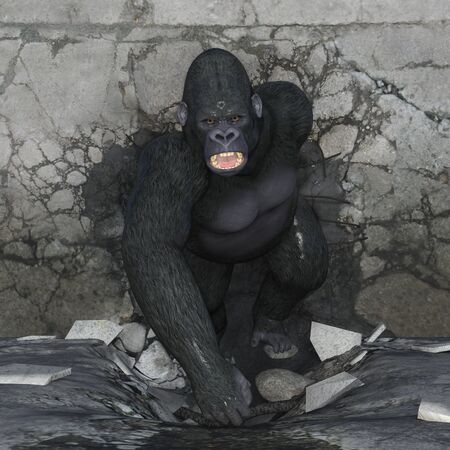 gorillaの写真素材